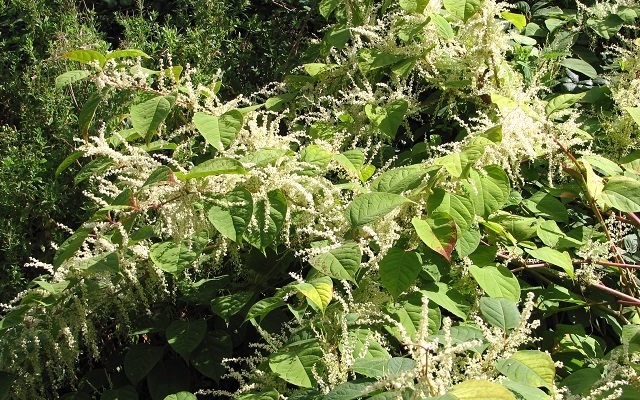 Japanese knotweed leaves and white flower sprays
